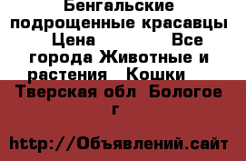 Бенгальские подрощенные красавцы. › Цена ­ 20 000 - Все города Животные и растения » Кошки   . Тверская обл.,Бологое г.